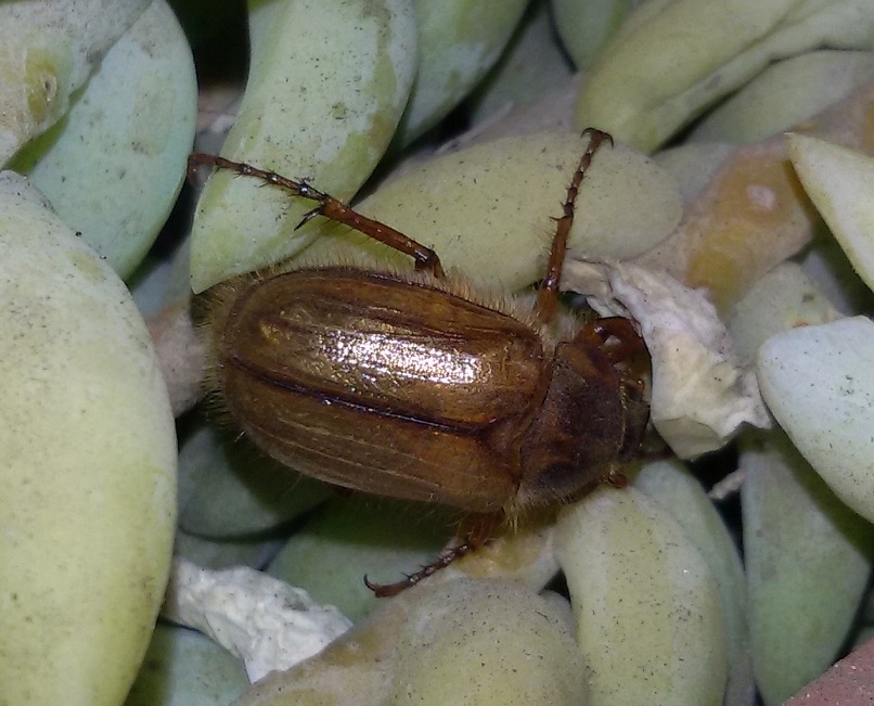 Melolonthidae: Amphimallon cfr. solstitiale