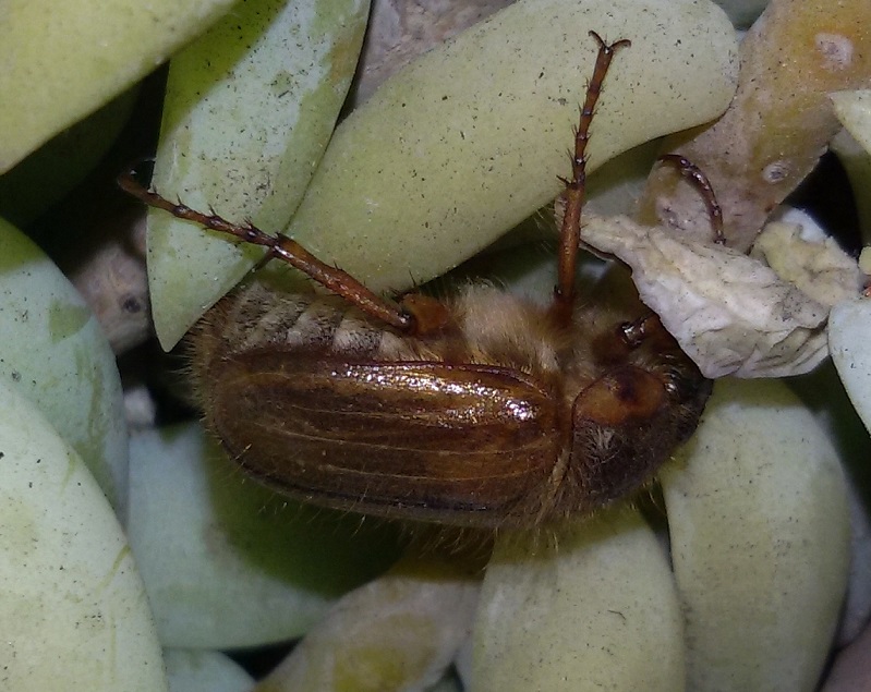 Melolonthidae: Amphimallon cfr. solstitiale