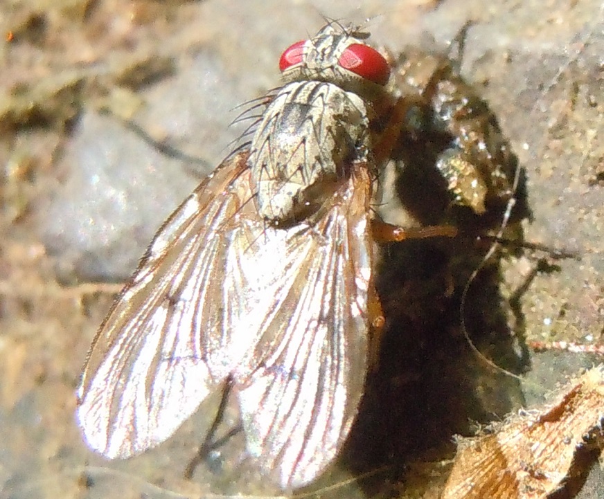 Muscidae?  S, Helina sp.