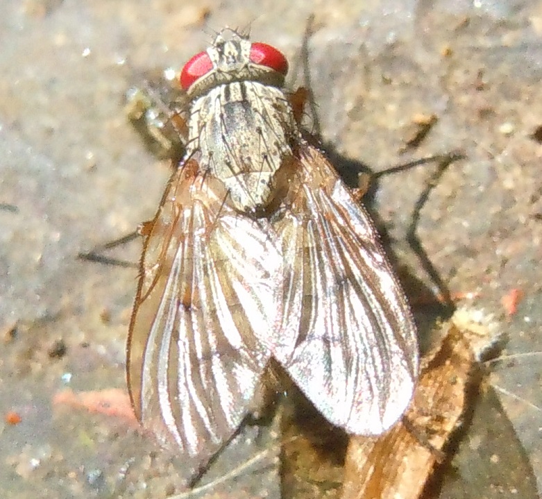 Muscidae?  S, Helina sp.