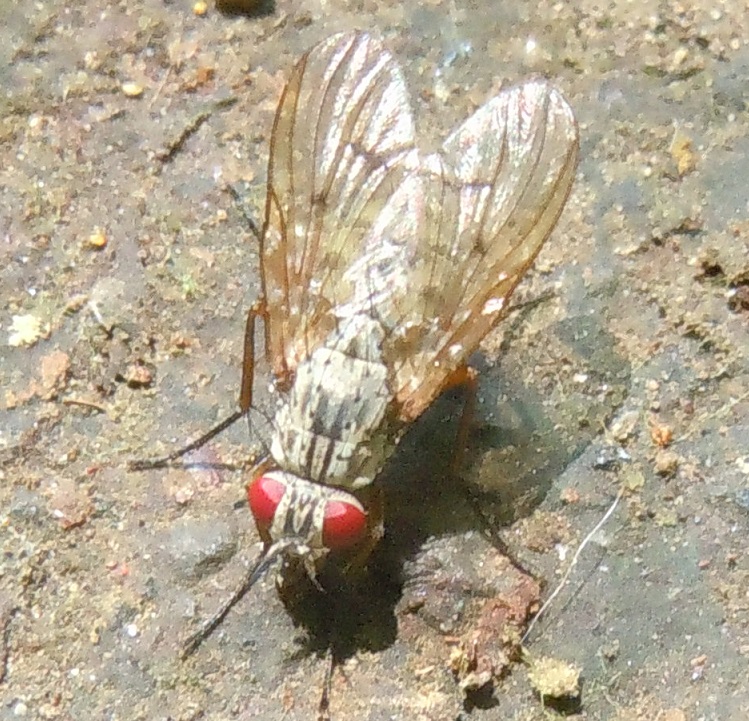 Muscidae?  S, Helina sp.