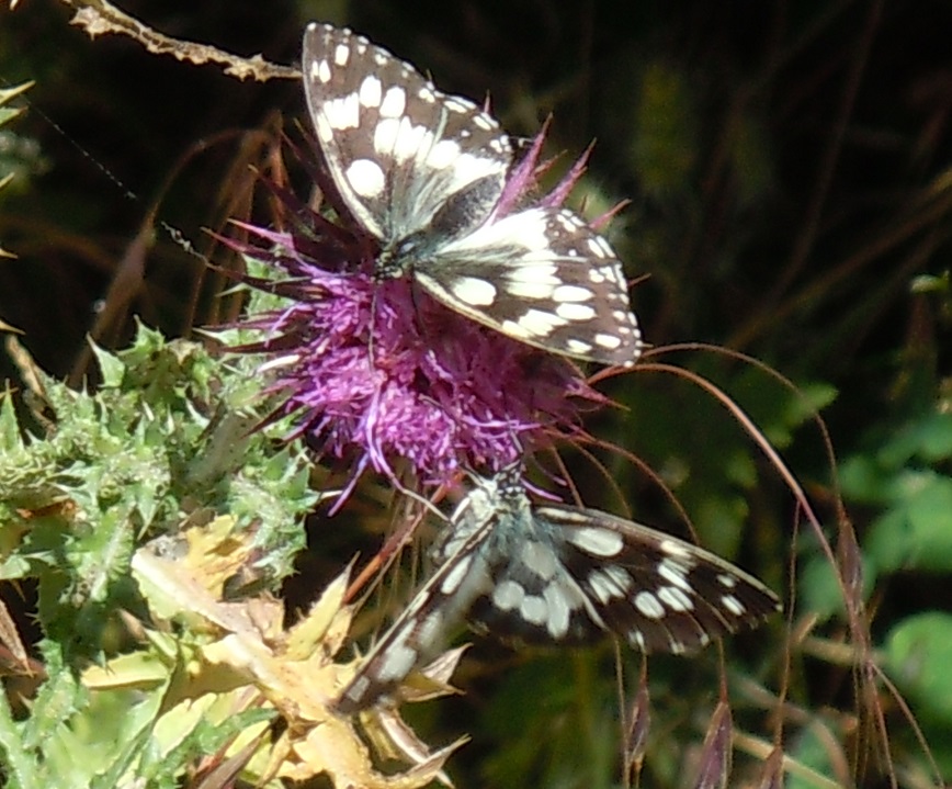 Melanargia galathea? S