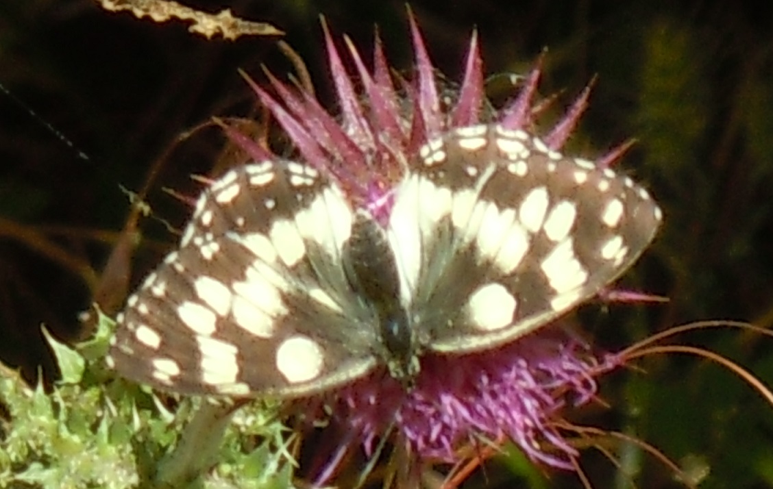 Melanargia galathea? S