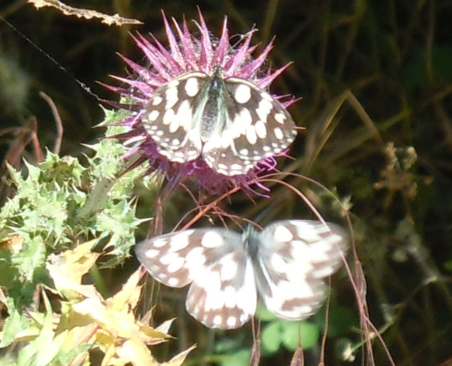 Melanargia galathea? S