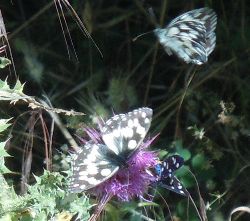 Melanargia galathea? S