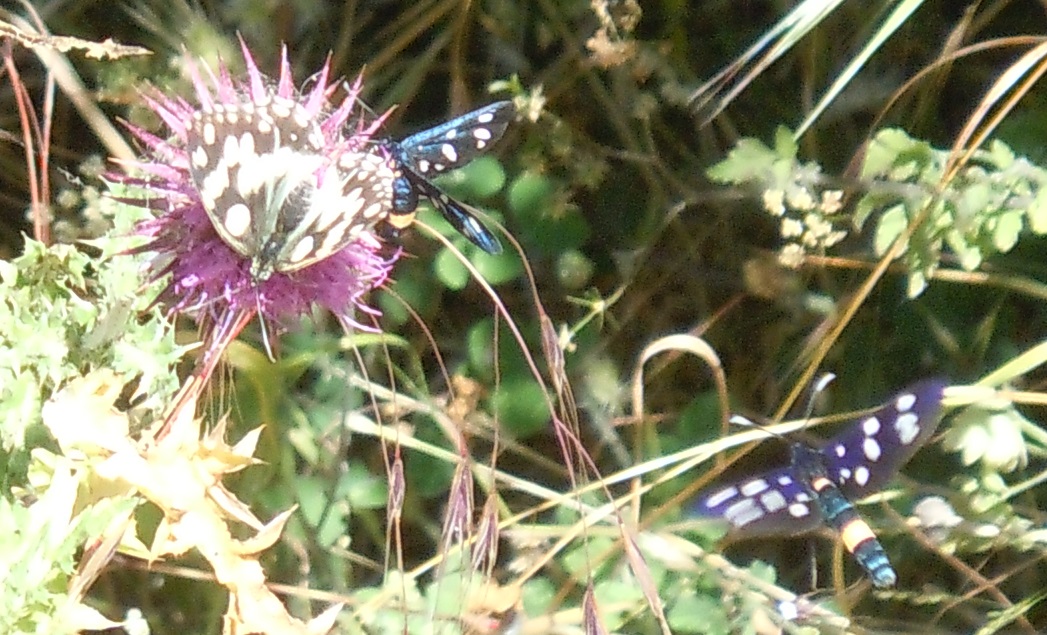 Melanargia galathea? S