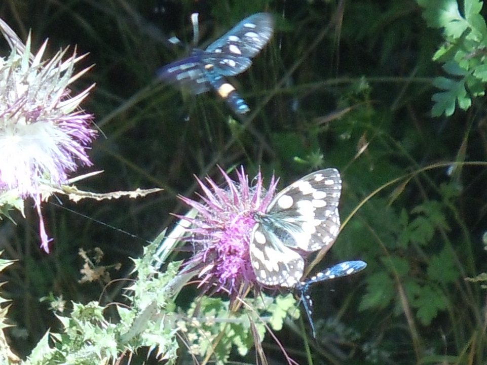 Melanargia galathea? S