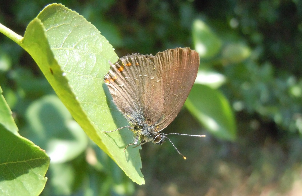 Satyrium ilicis? S