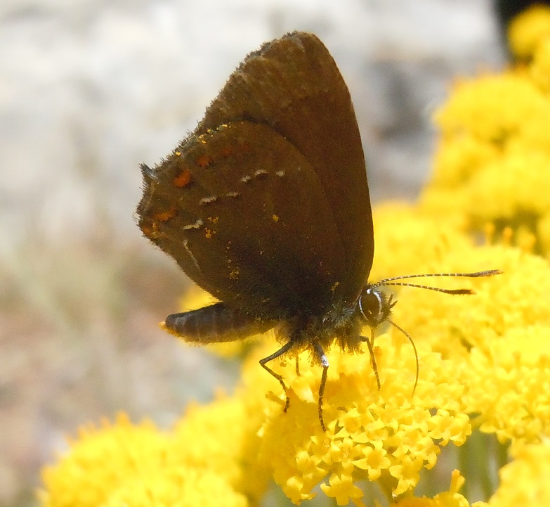 Satyrium ilicis? S