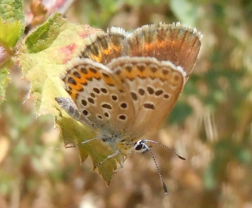 Polyommatus icarus? No, Plebejus argus, Lycaenidae