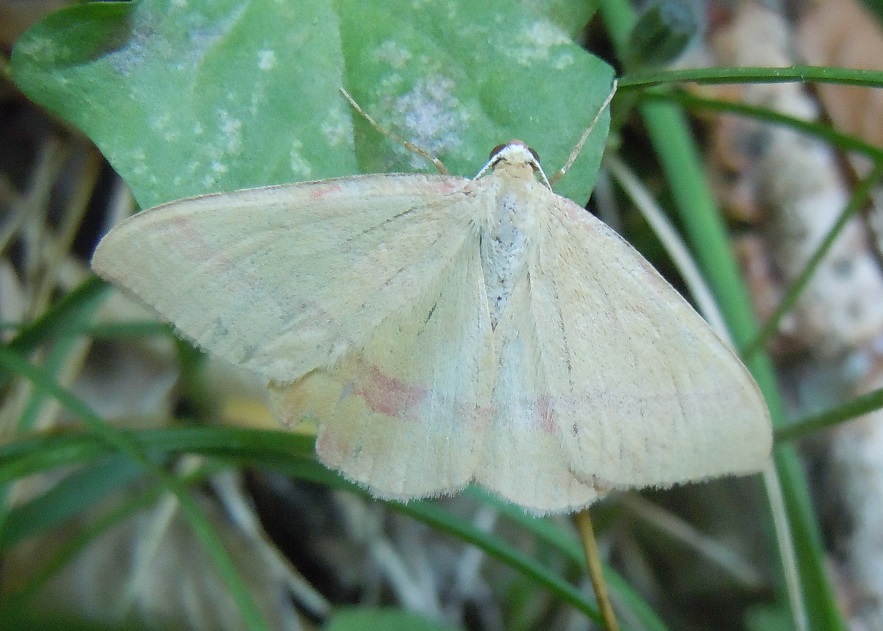 Rhodostrophia calabra? S