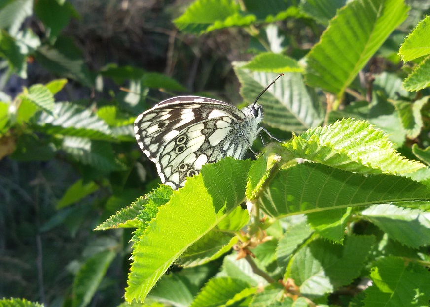 Melanargia galathea? S