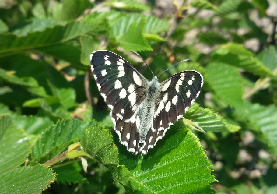 Melanargia galathea? S