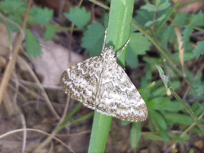 Geometridae da identificare - No, Crambidae: Evergestis sophialis