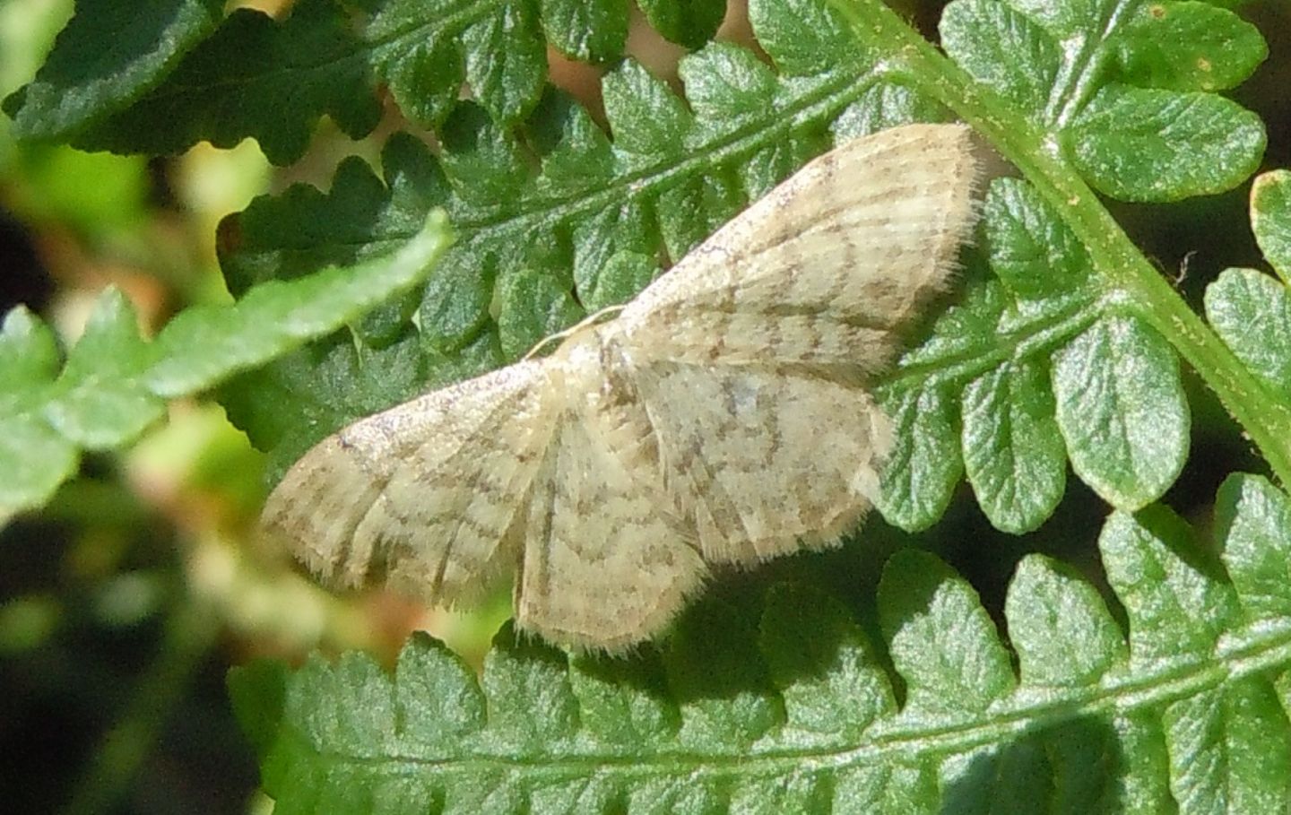 Geometridae - Idaea dilutaria