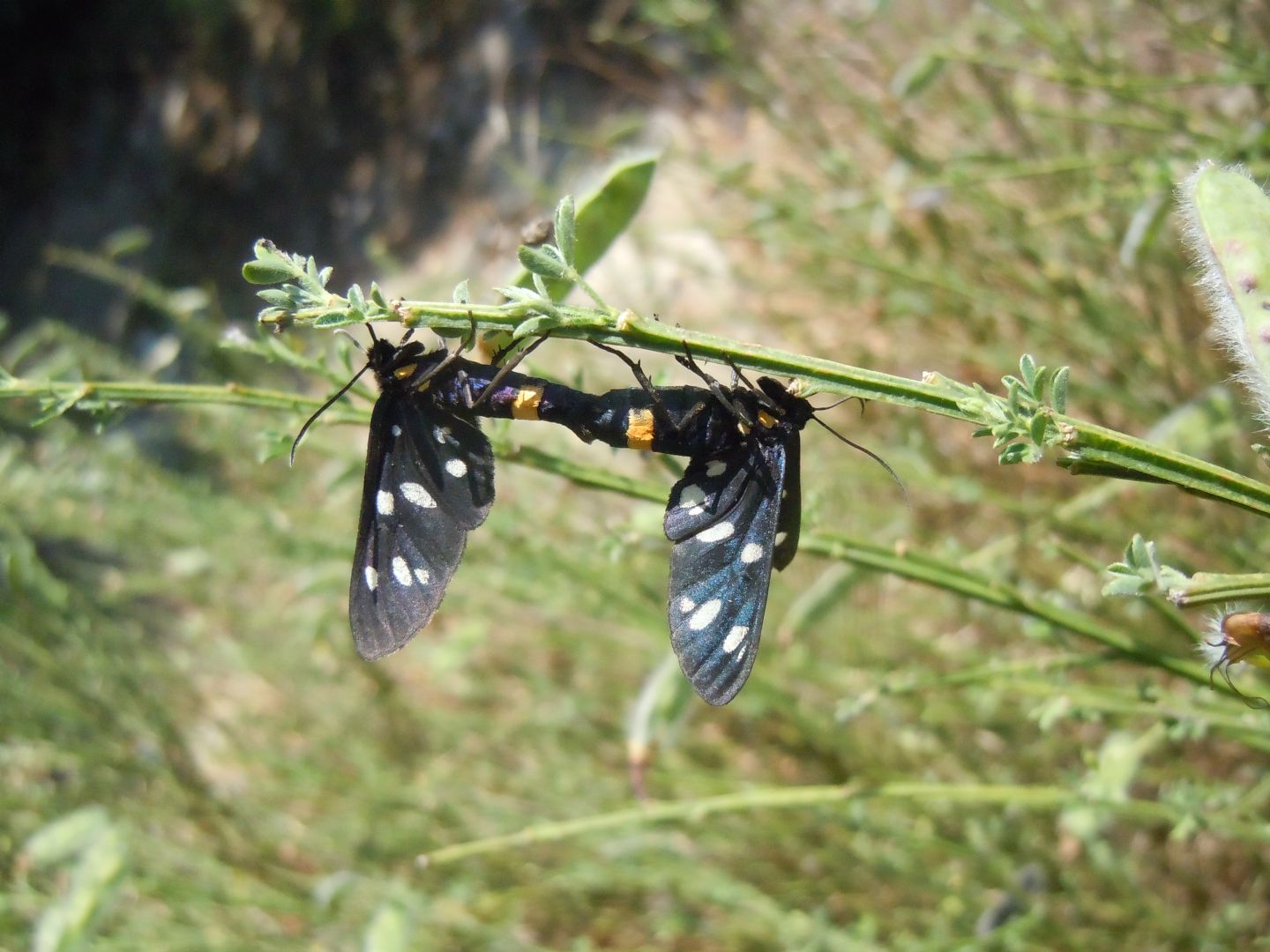 Accoppiamento di Amata phegea