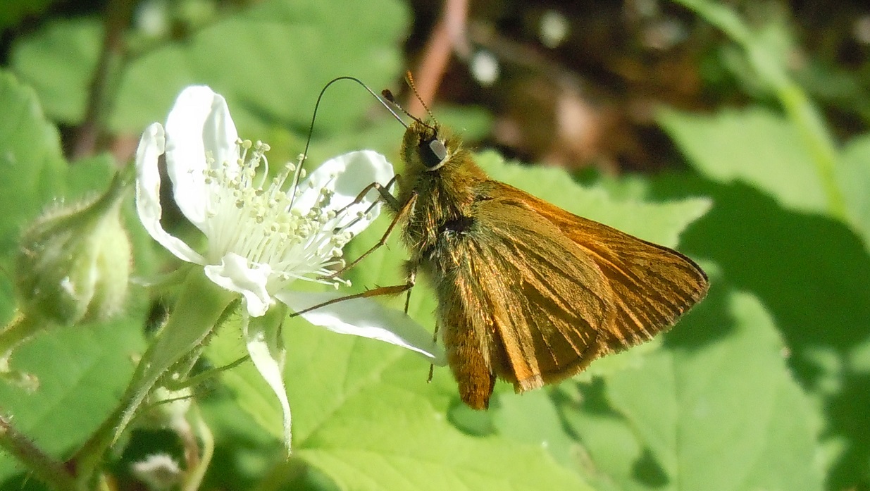 Hesperiidae - Ochlodes sylvanus? S