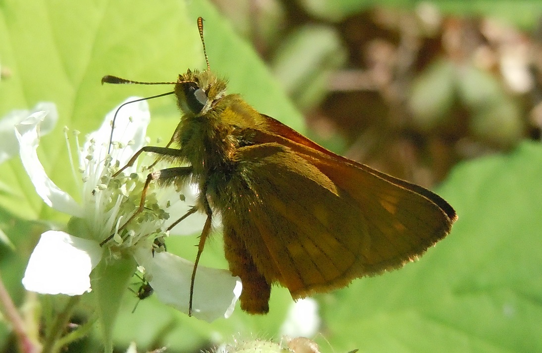 Hesperiidae - Ochlodes sylvanus? S