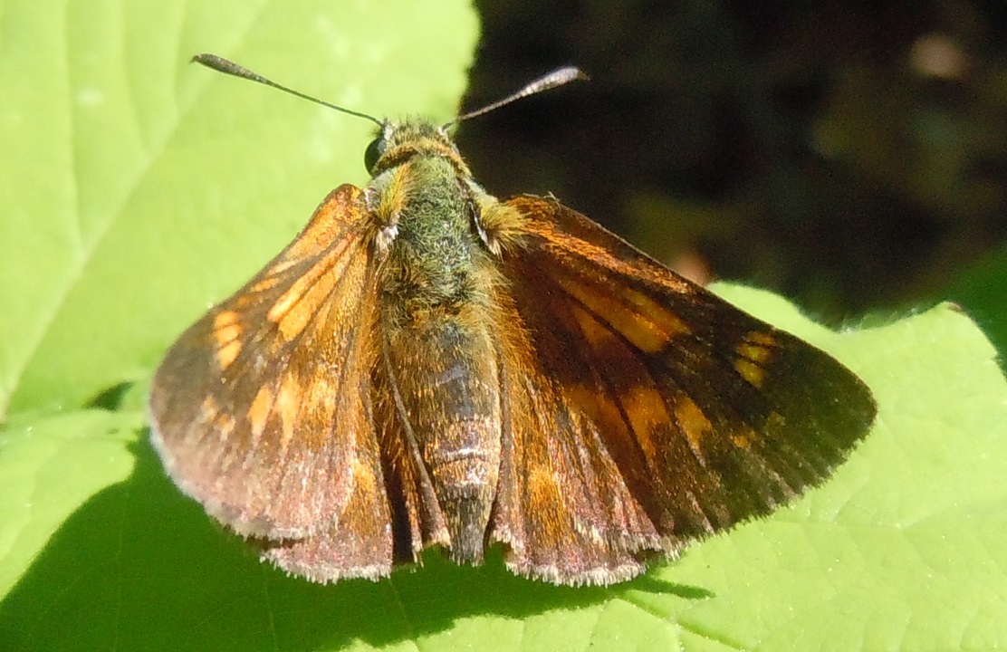 Hesperiidae - Ochlodes sylvanus? S