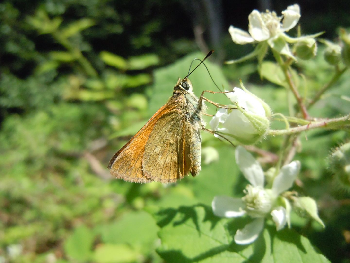 Hesperiidae - Ochlodes sylvanus? S