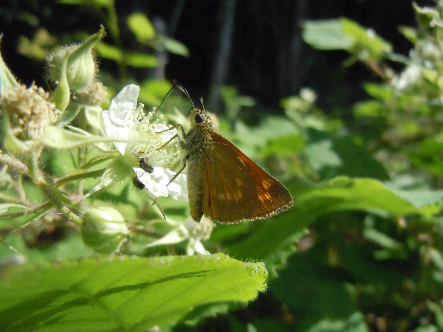 Hesperiidae - Ochlodes sylvanus? S