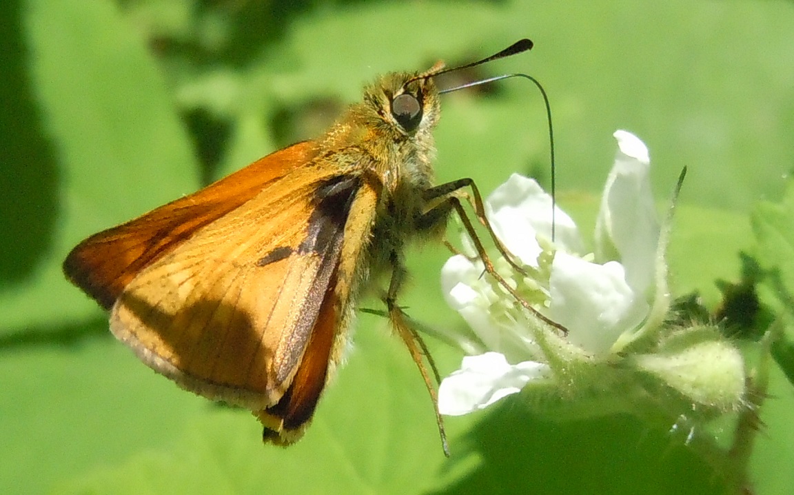 Hesperiidae - Ochlodes sylvanus? S