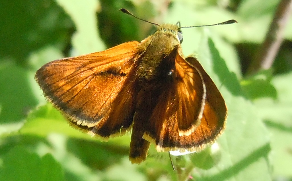 Hesperiidae - Ochlodes sylvanus? S