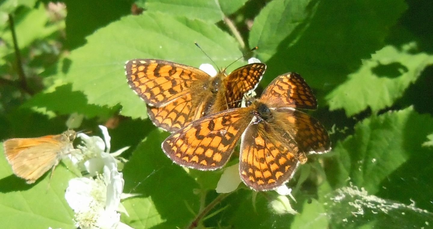 Coppia da identificare - Melitaea nevadensis, Nymphalidae