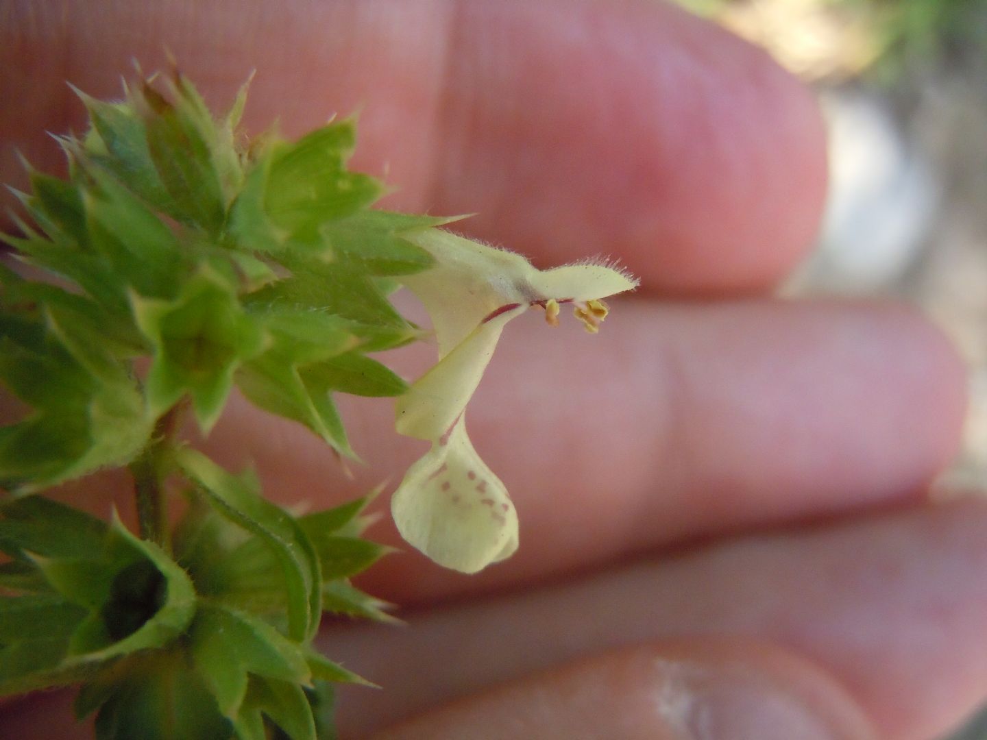 Lamiacea - Stachys recta