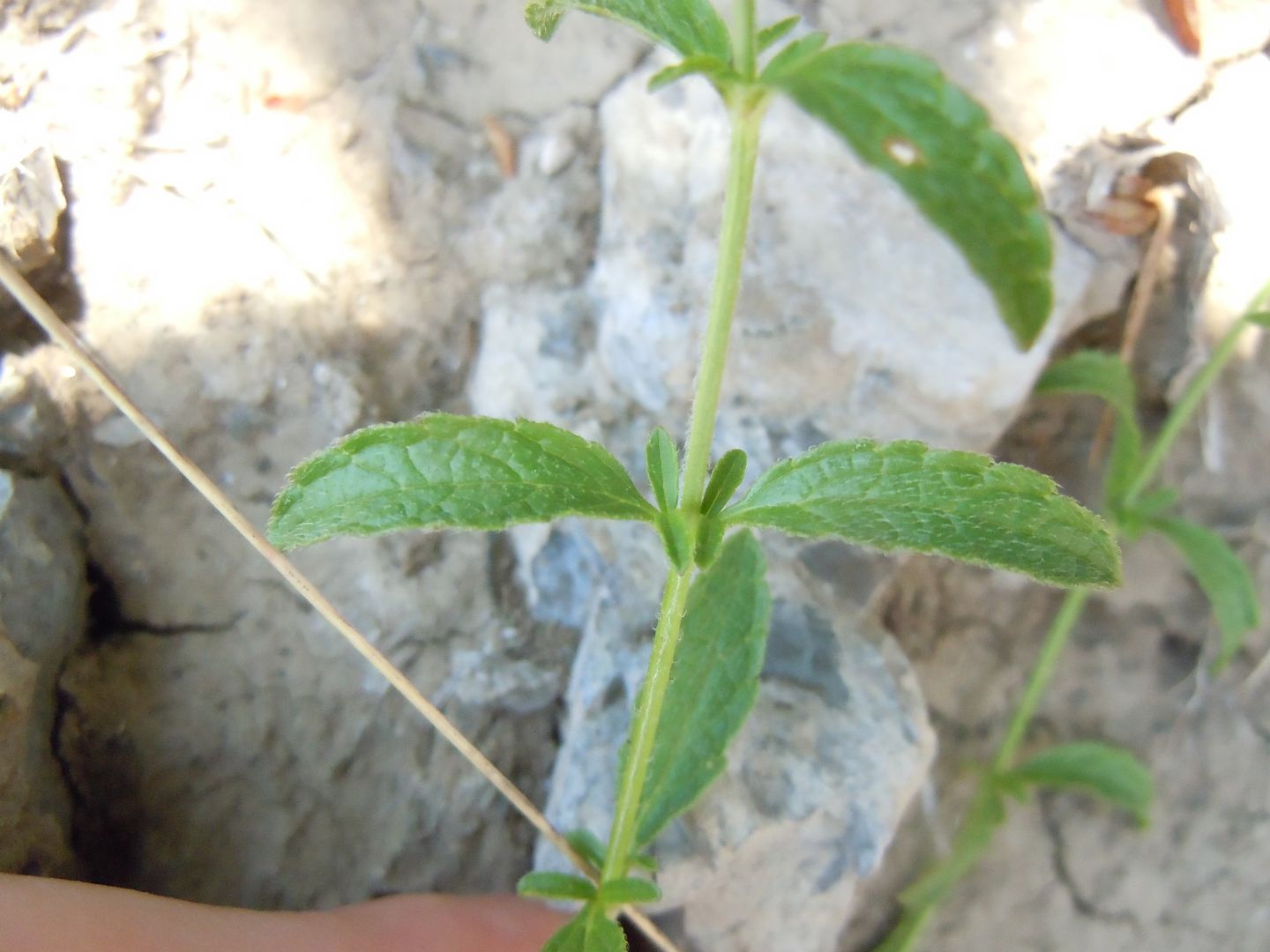 Lamiacea - Stachys recta