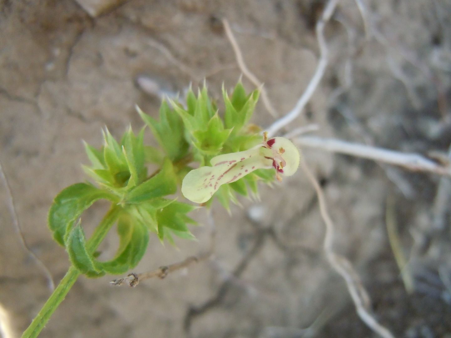 Lamiacea - Stachys recta