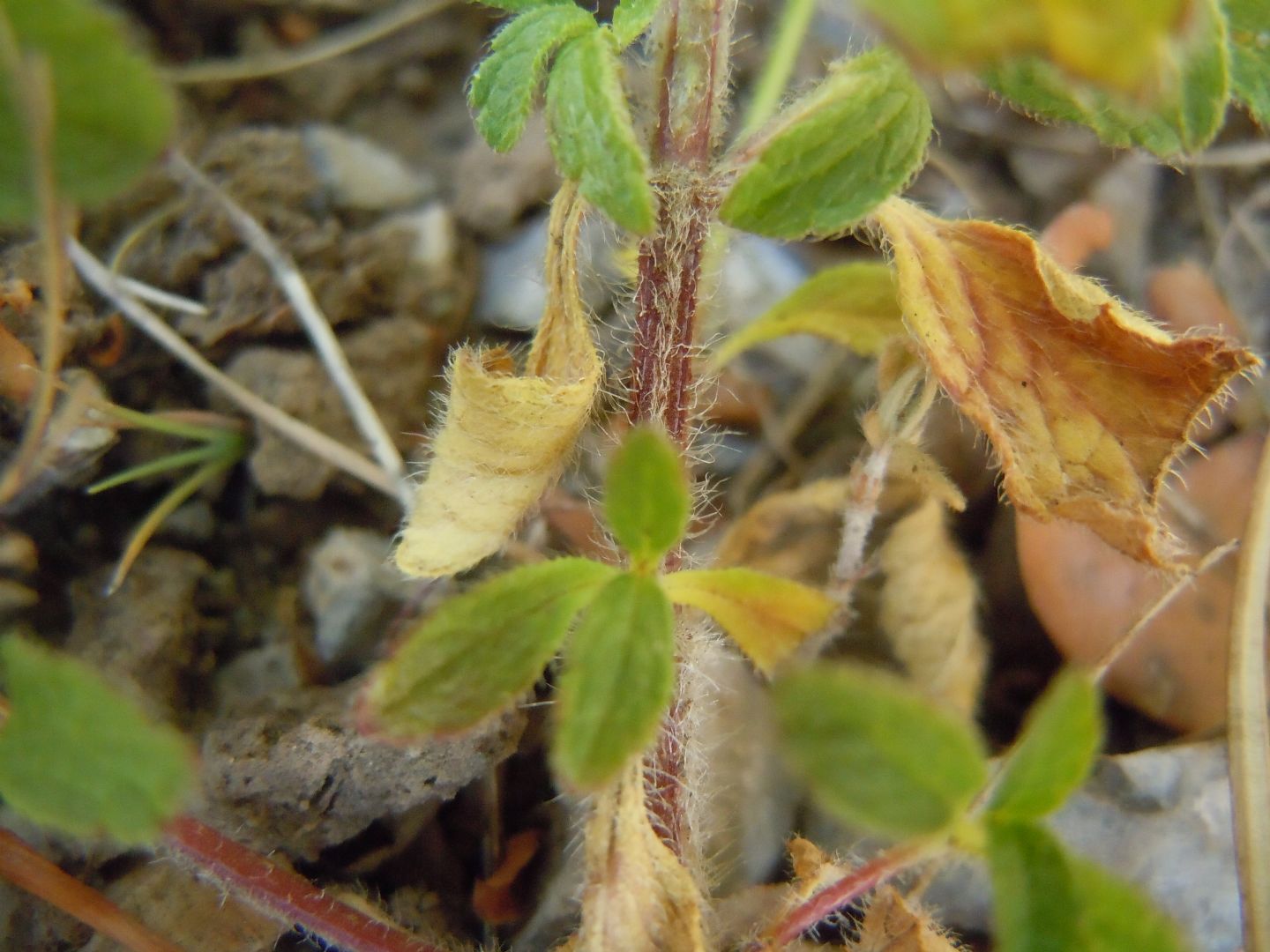 Lamiacea - Stachys recta