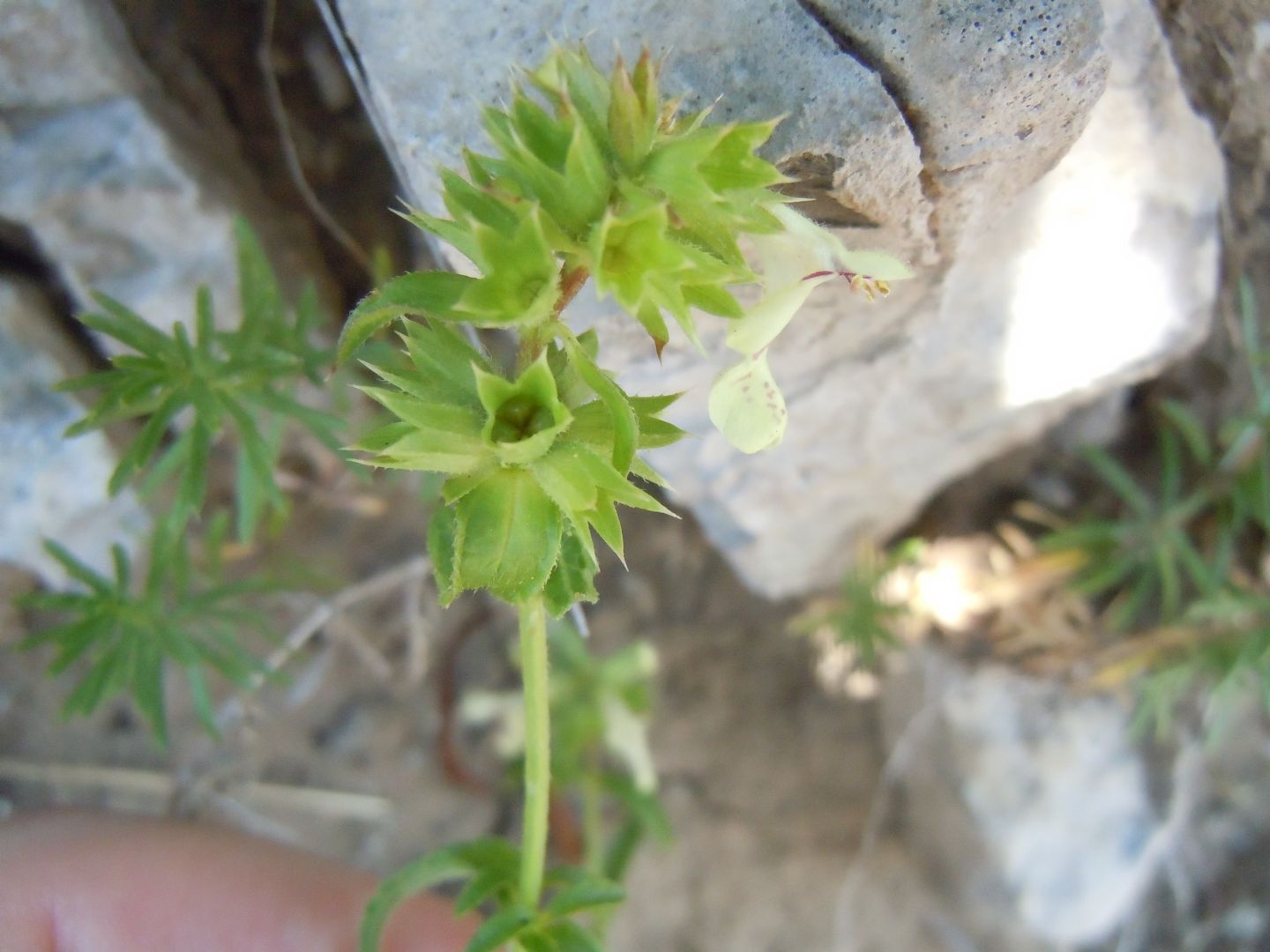 Lamiacea - Stachys recta