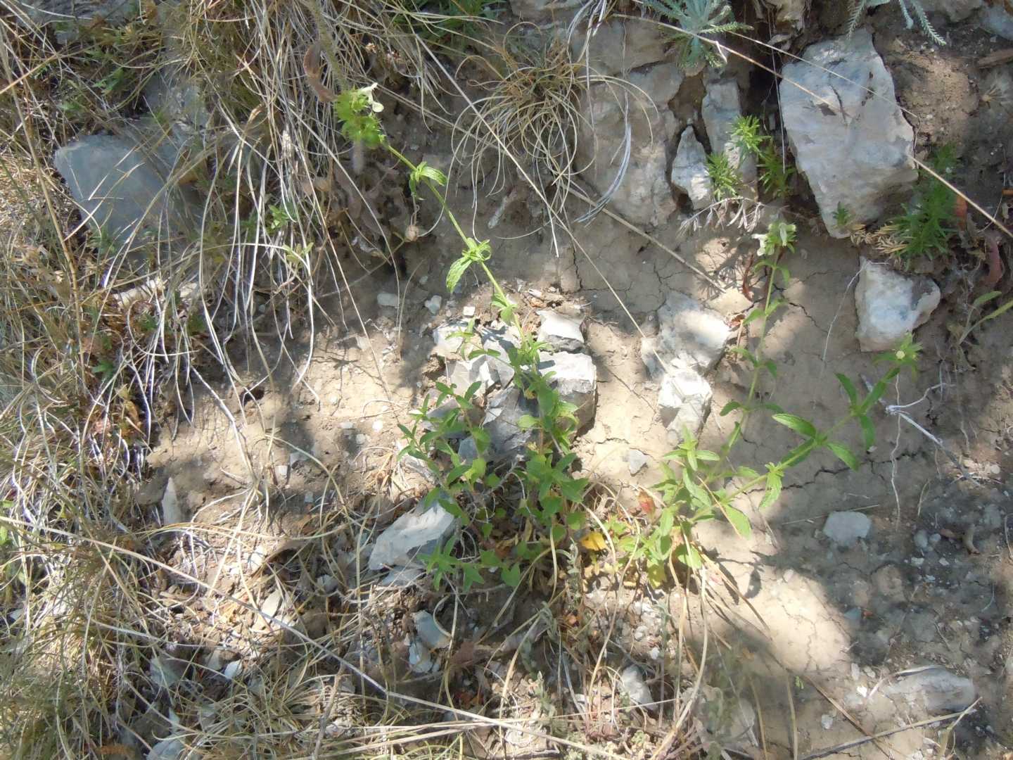 Lamiacea - Stachys recta