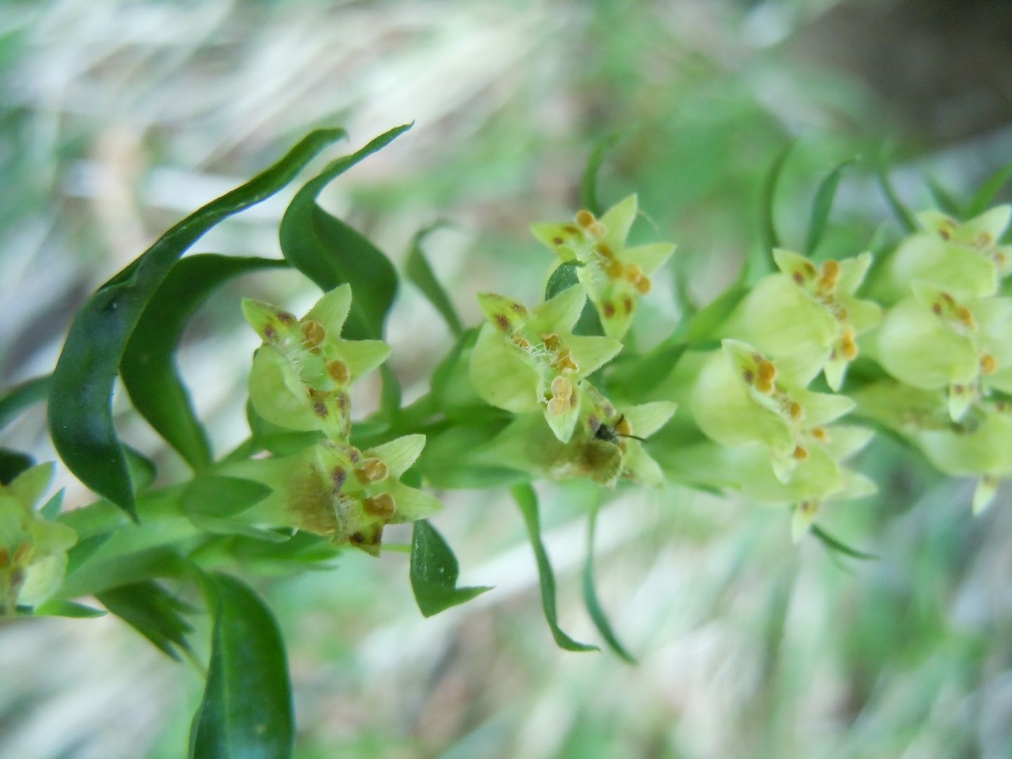 Digitalis micrantha