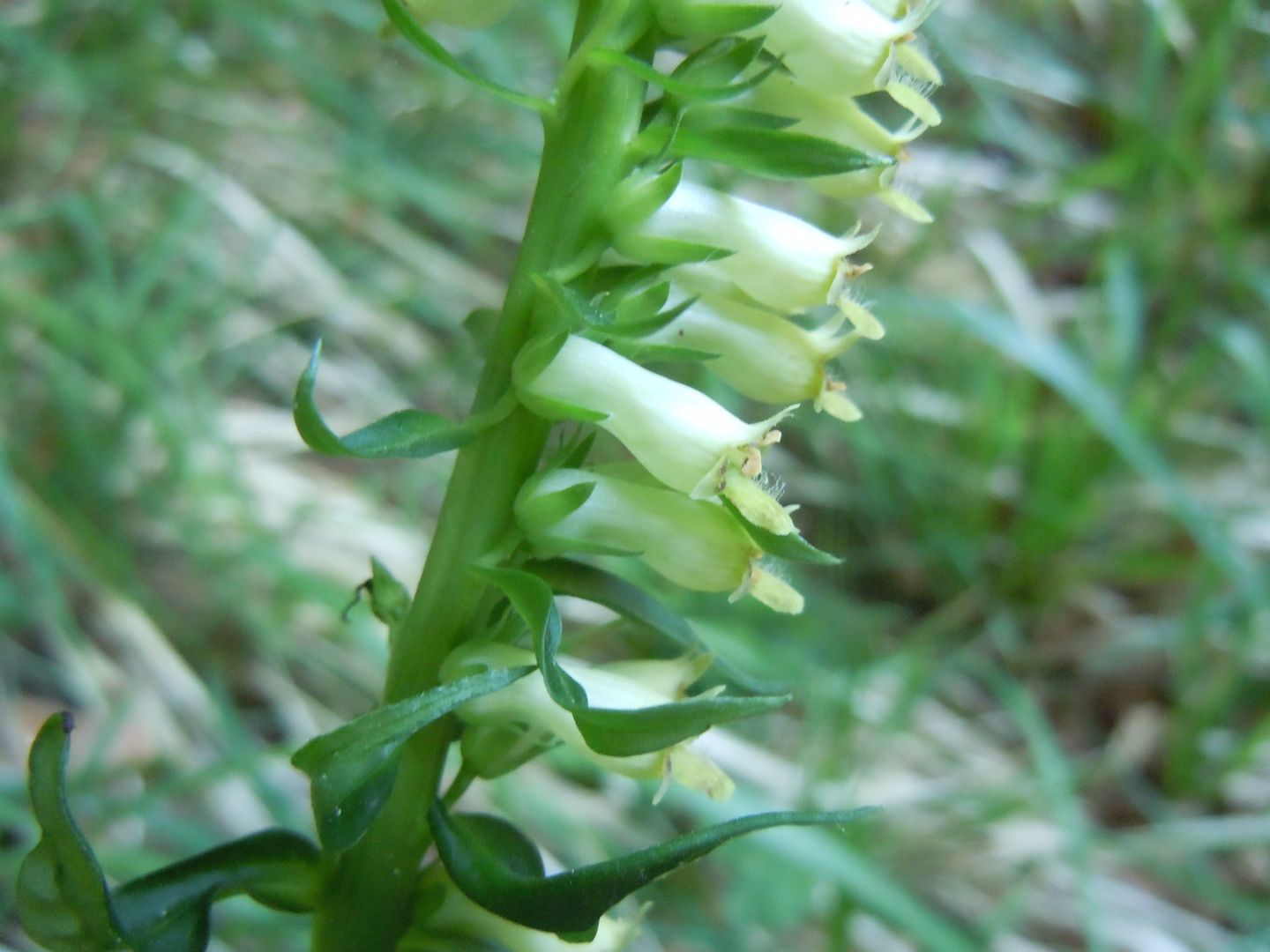 Digitalis micrantha