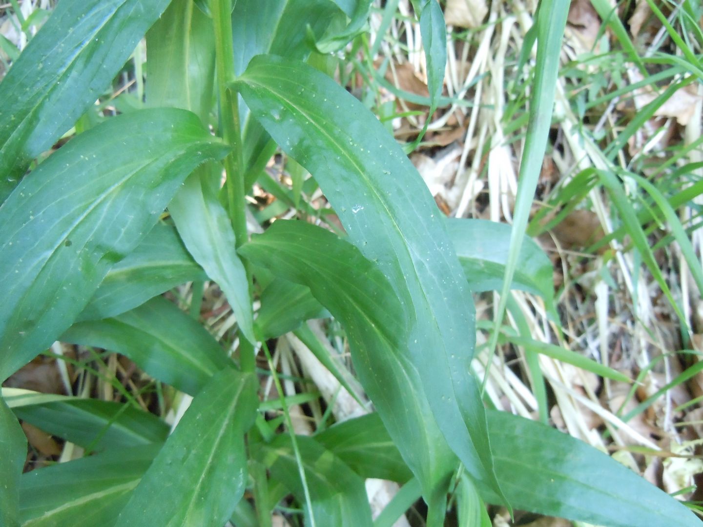 Digitalis micrantha