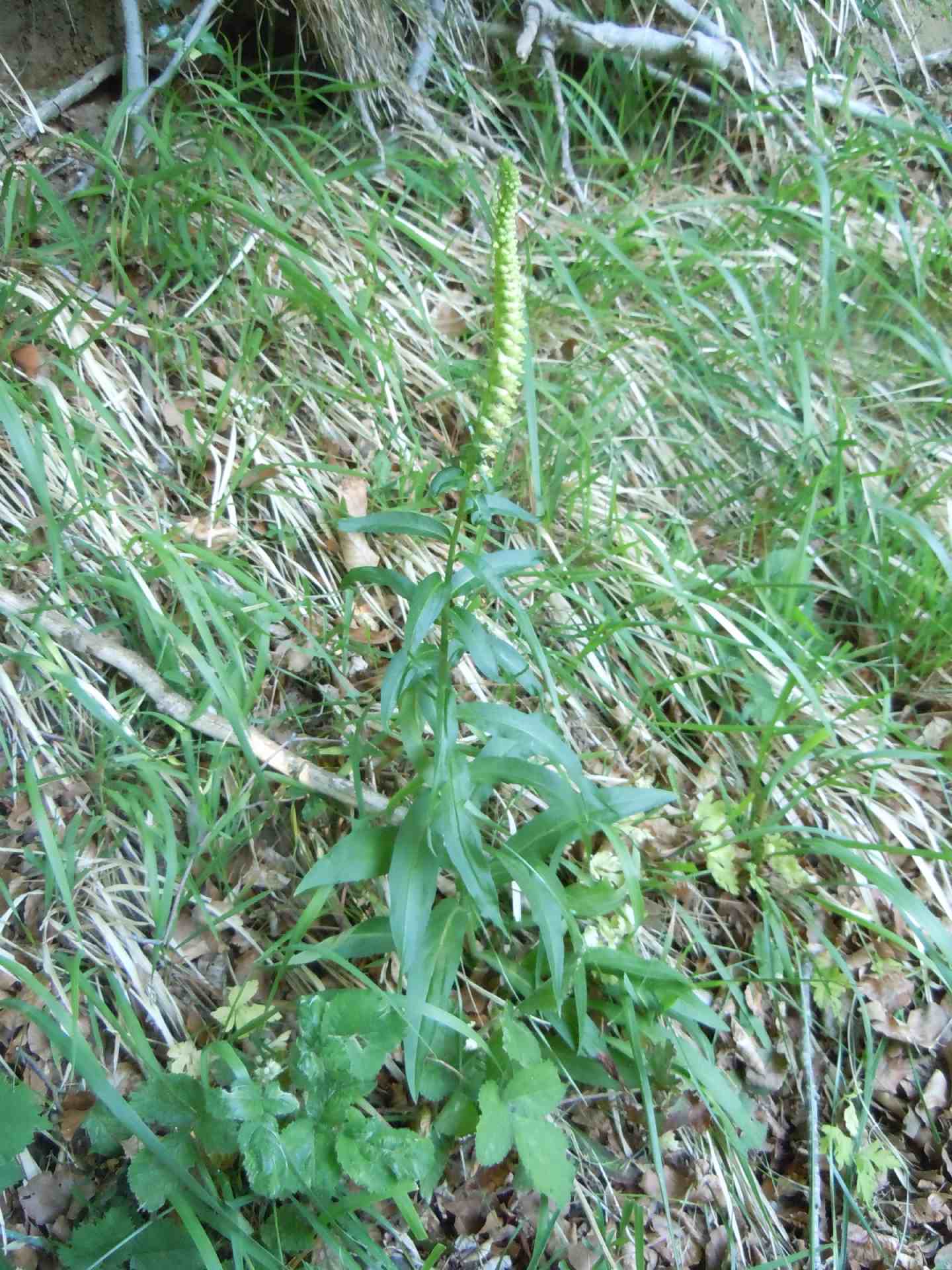 Digitalis micrantha