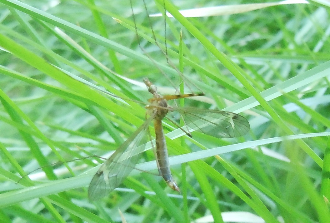 Tipulidae: Tipula sp. ♀♂