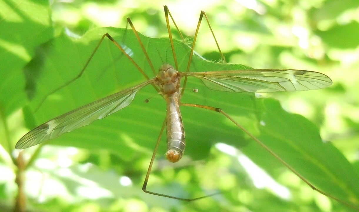 Tipulidae: Tipula sp. ♀♂