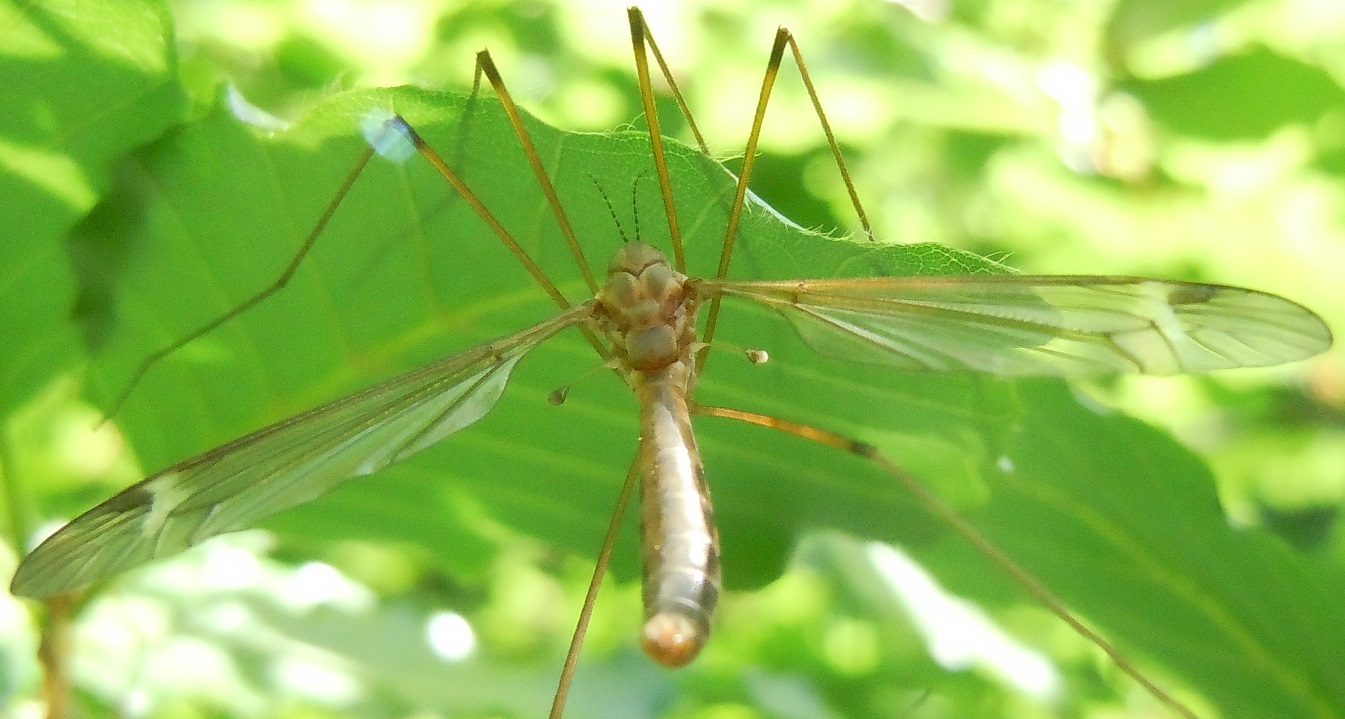 Tipulidae: Tipula sp. ♀♂