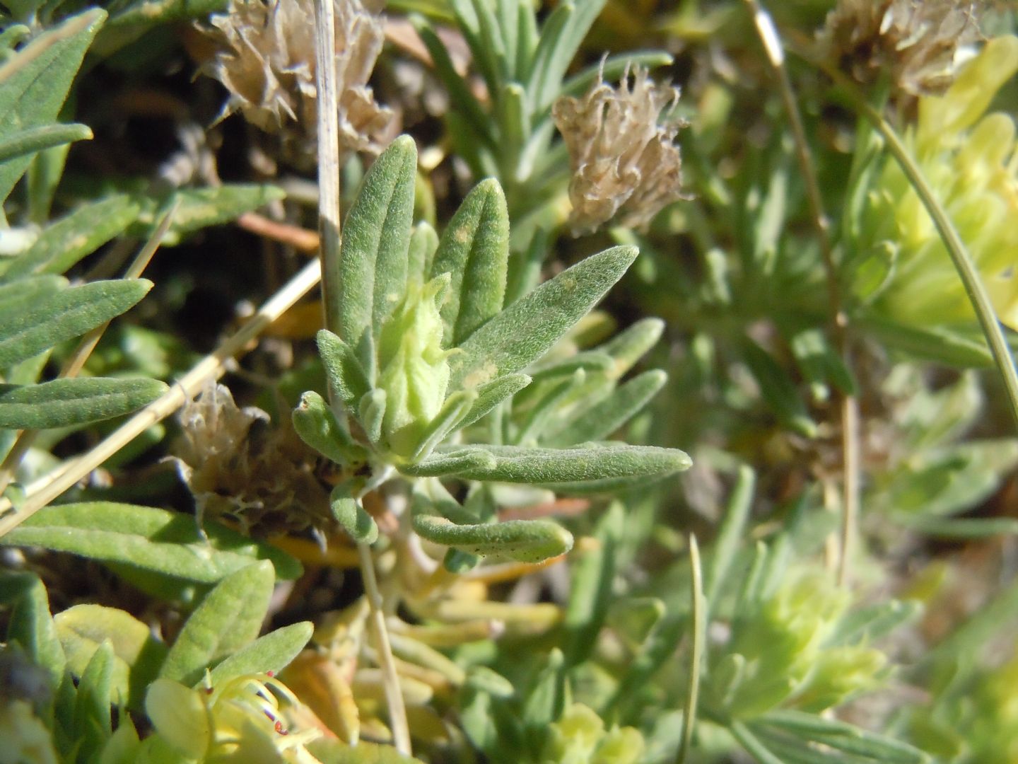 Pianta dal Faito - Teucrium montanum