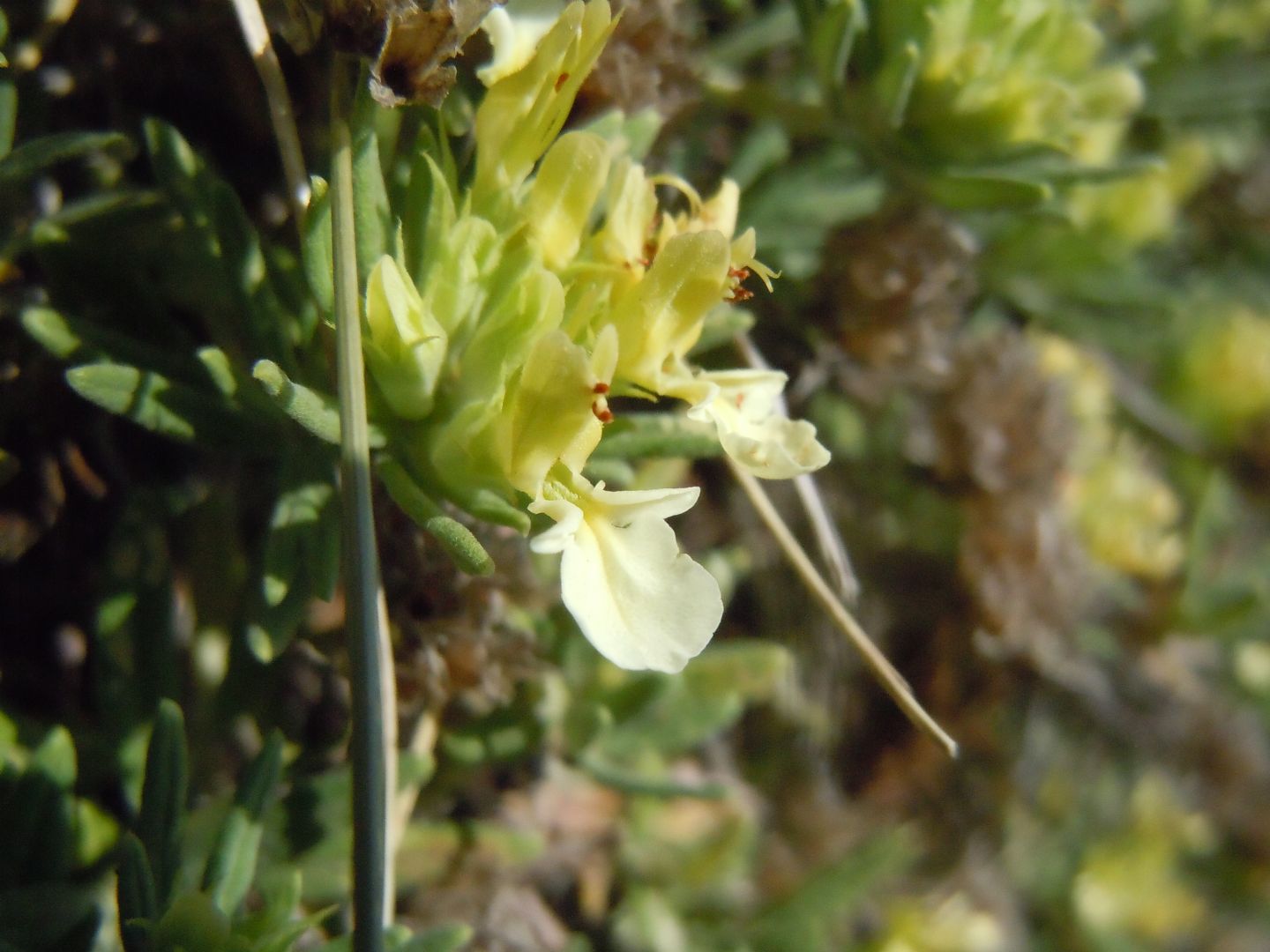 Pianta dal Faito - Teucrium montanum