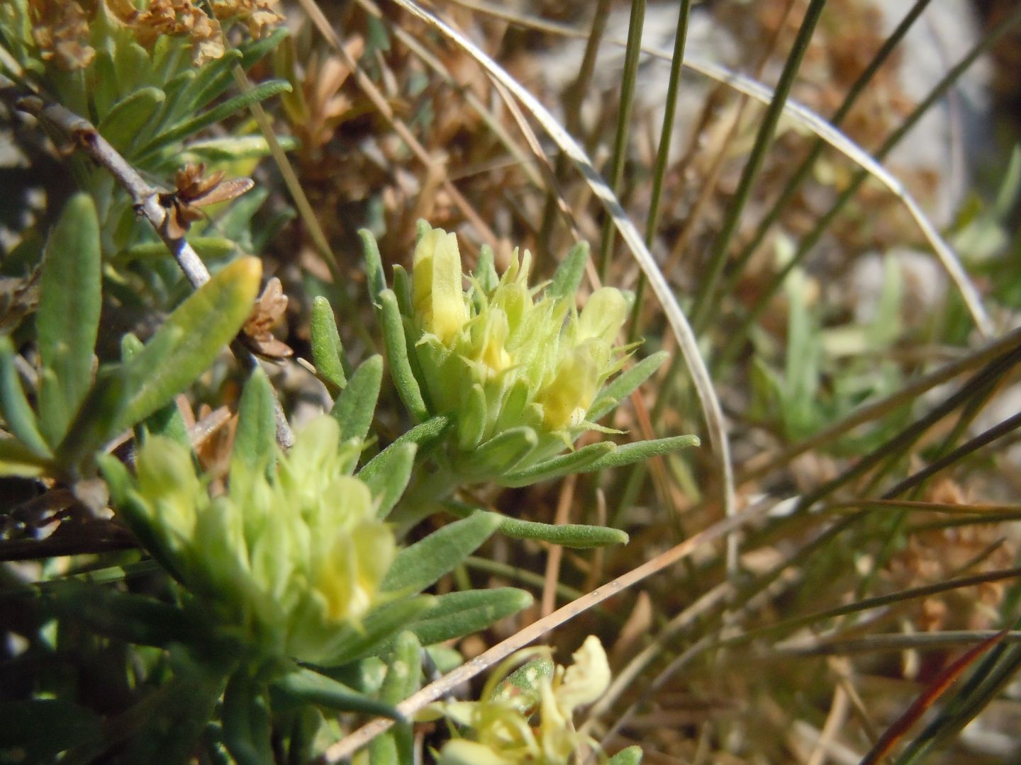 Pianta dal Faito - Teucrium montanum