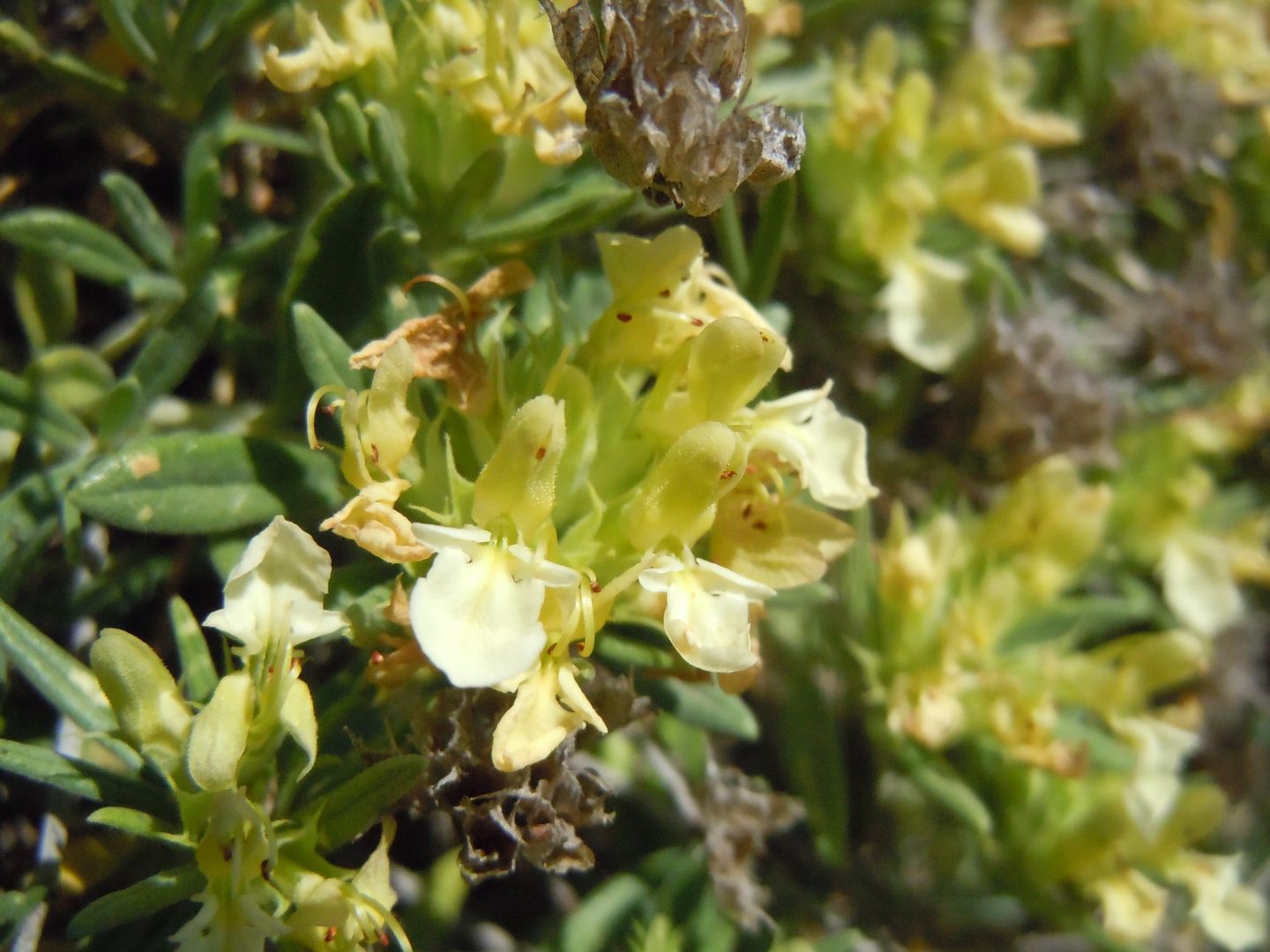 Pianta dal Faito - Teucrium montanum