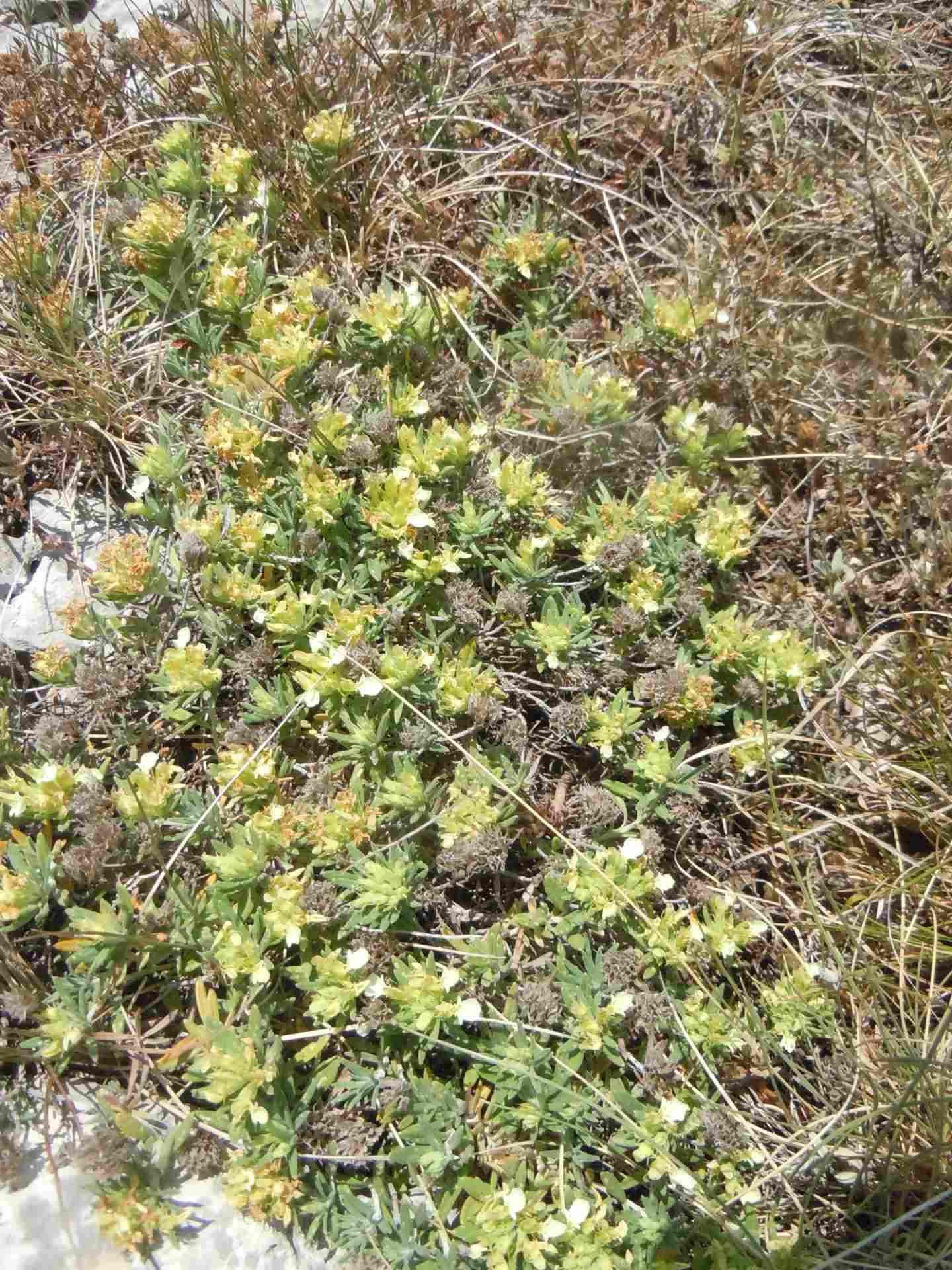 Pianta dal Faito - Teucrium montanum