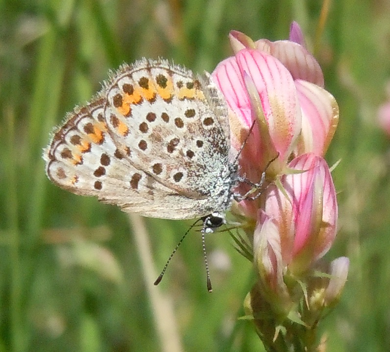 Lycaenidae da ID - Plebejus sp. e Plebejus argus femmina