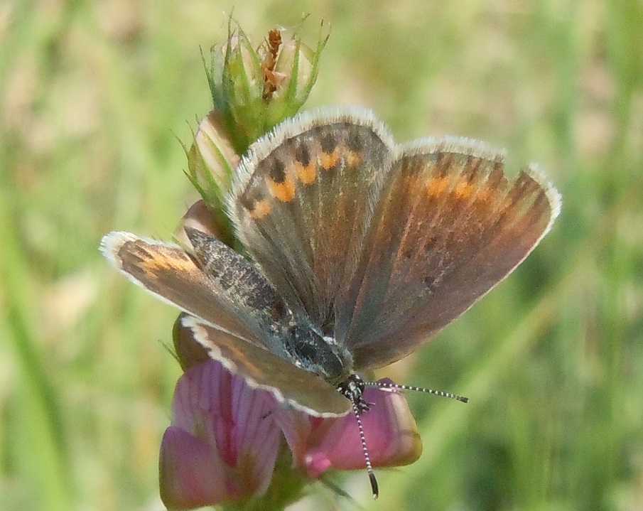 Lycaenidae da ID - Plebejus sp. e Plebejus argus femmina