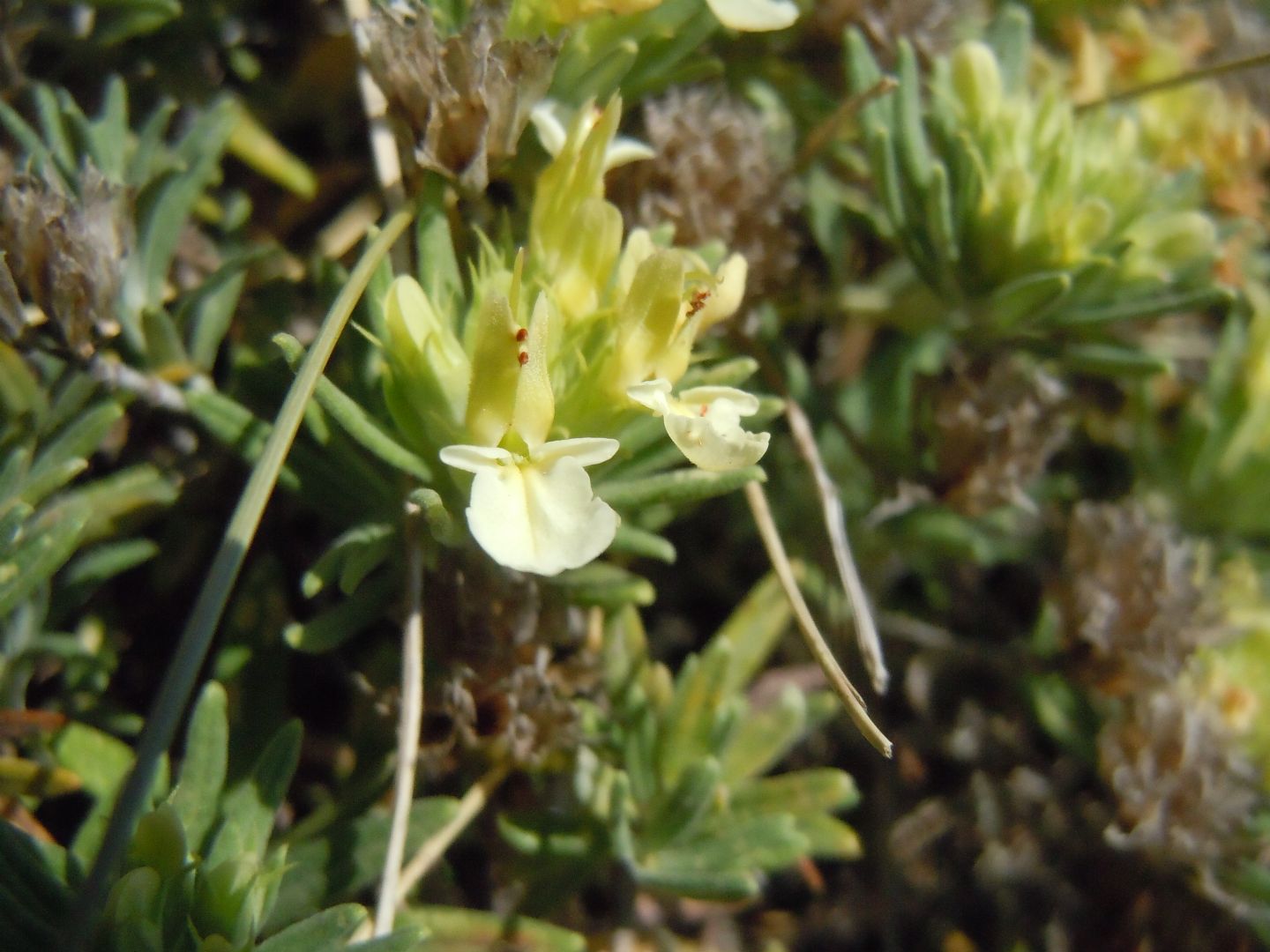 Pianta dal Faito - Teucrium montanum