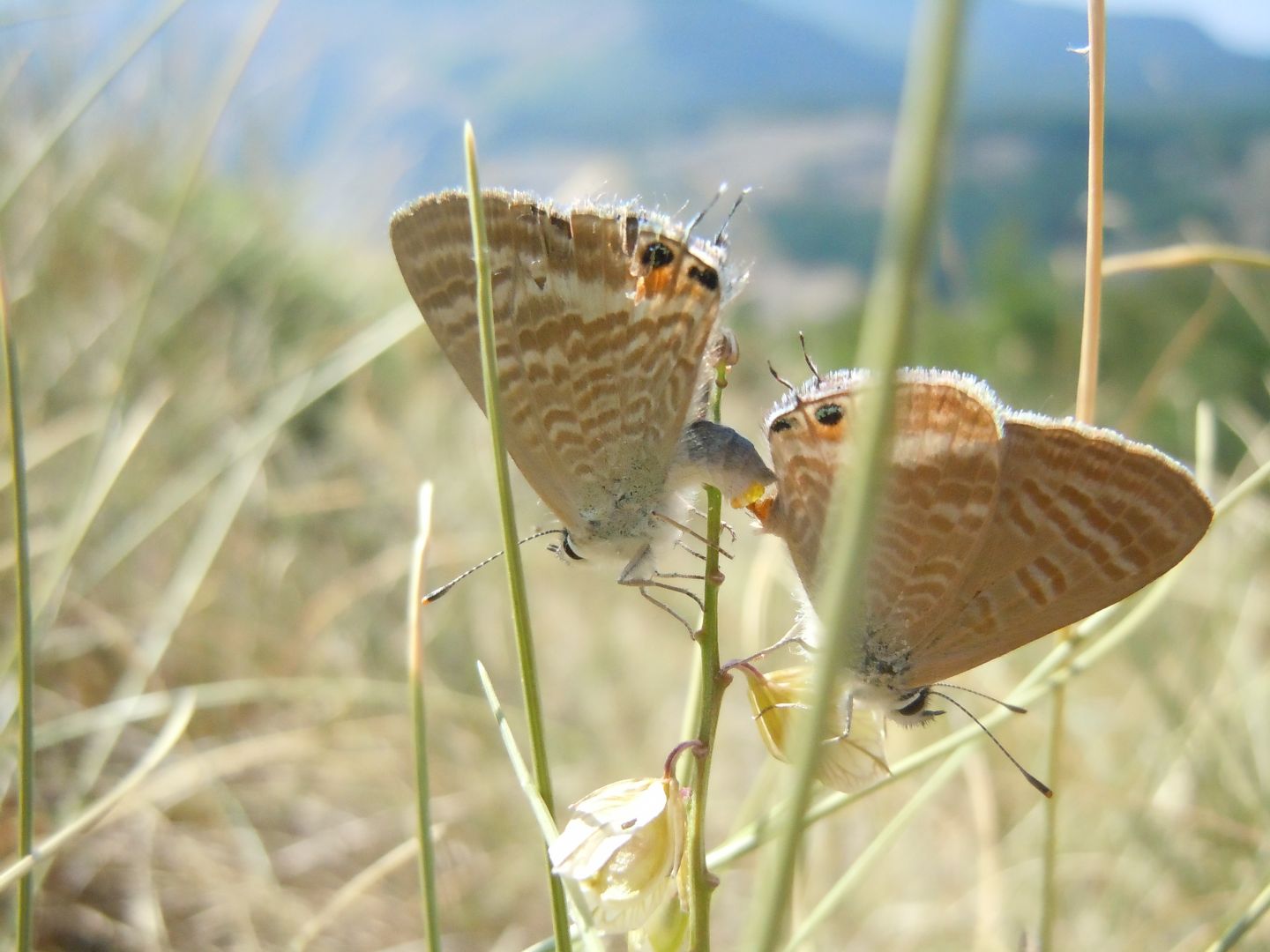 Copula di Lampides boeticus